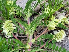 Astragalus tennesseensis