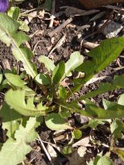 Taraxacum officinale