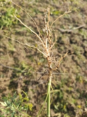 Cnidium monnieri