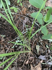 Dichanthelium linearifolium