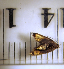 Tingena compsogramma