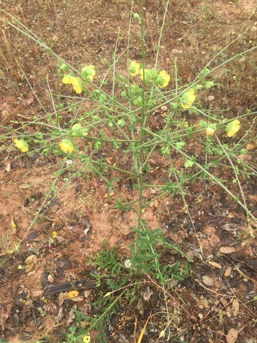 Verbascum masguindalii image