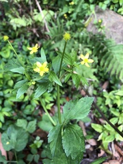 Ranunculus silerifolius