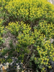 Euphorbia dendroides