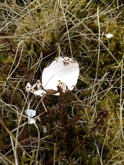Lagopus lagopus scotica