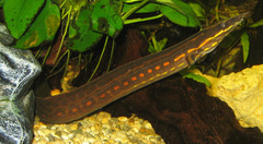 Fire Eel photo 2