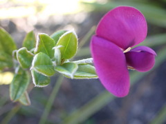 Podalyria buxifolia