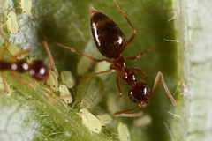 Aphis coreopsidis