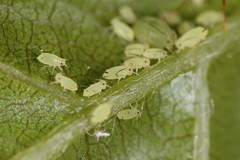 Aphis coreopsidis