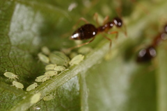 Aphis coreopsidis