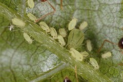Aphis coreopsidis