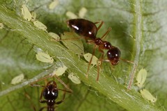 Aphis coreopsidis