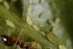 Aphis coreopsidis