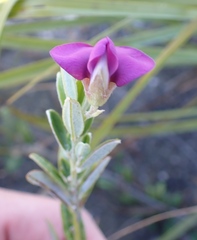 Podalyria buxifolia