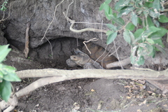 Centrochelys sulcata