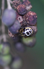 Anaca fasciata