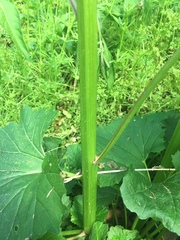 Arnoglossum reniforme