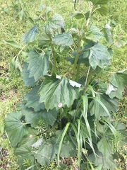 Arnoglossum reniforme