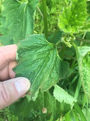 Arnoglossum reniforme