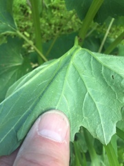 Arnoglossum reniforme