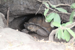 Centrochelys sulcata