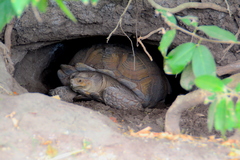 Centrochelys sulcata