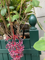 Medinilla multiflora