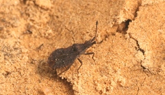 Spathocera dalmanii