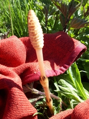 Equisetum sylvaticum