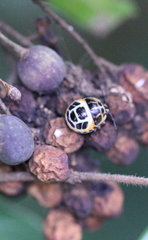 Anaca fasciata