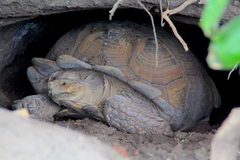 Centrochelys sulcata