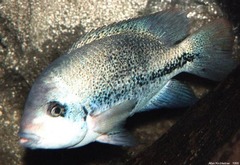 Oaxaca Cichlid photo 2