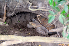 Centrochelys sulcata