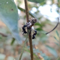 Camponotus