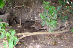 Centrochelys sulcata