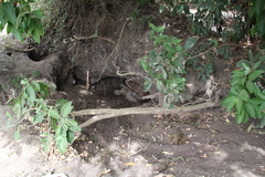 Centrochelys sulcata