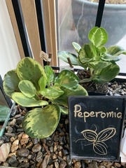 Peperomia