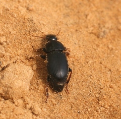 Harpalus tardus