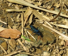 Pepsis ruficornis