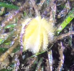 Amblypneustes pallidus