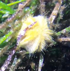 Amblypneustes pallidus