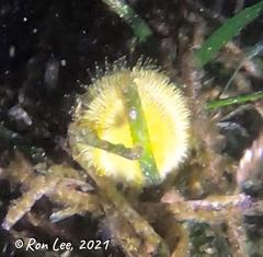 Amblypneustes pallidus