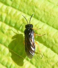 Monophadnus spinolae