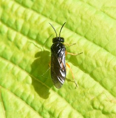 Monophadnus spinolae