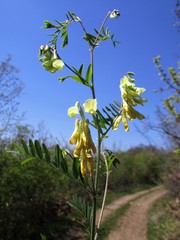 Vicia sparsiflora