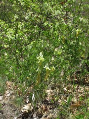 Vicia sparsiflora