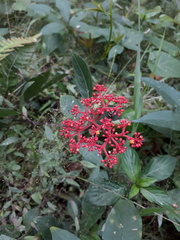 Cissus erosa