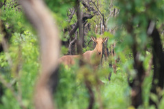 Alcelaphus buselaphus lelwel