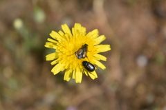Chasmatopterus