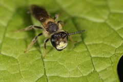 Andrena banksi